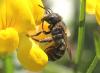 Osmia aurulenta